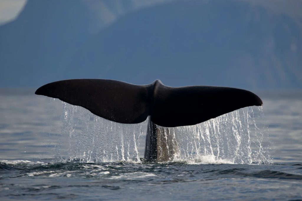 Hvalsafari Alta