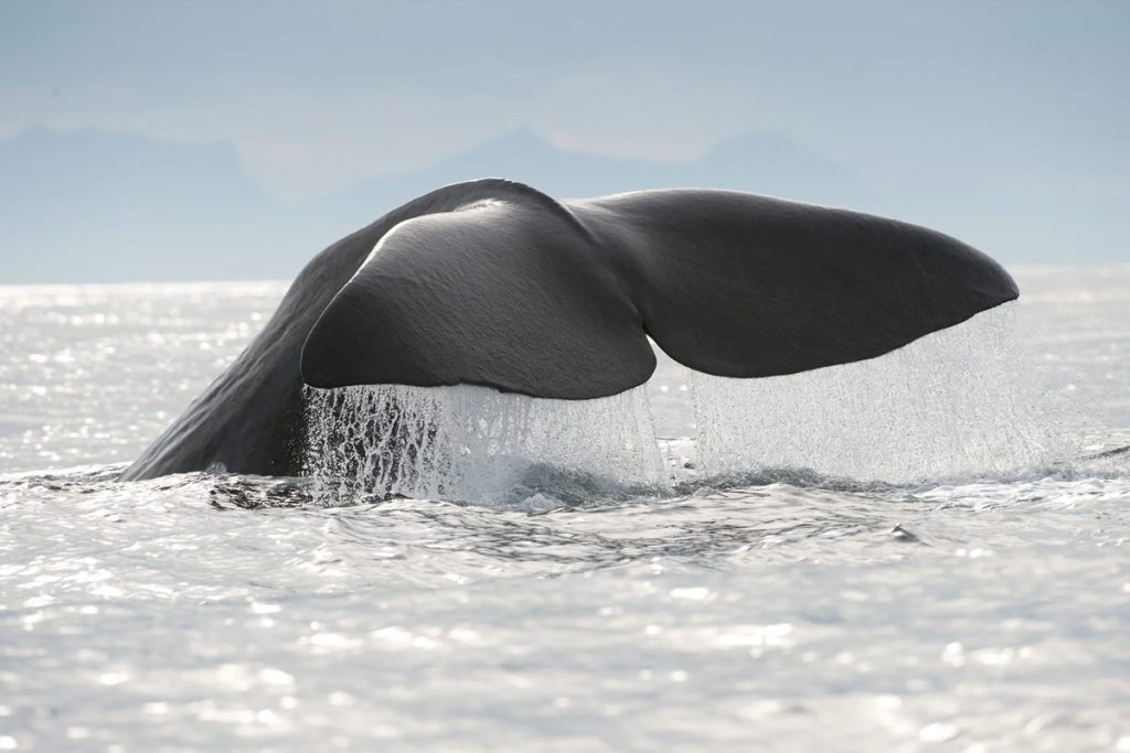 Hvalsafari sammen med Sami Experience